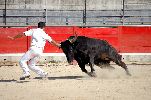 Athletic young man must remove ribbons tied on bull's horns & then run & jump for his life to earn cash prizes. Typical & traditional game played during village festivities, in Southern France. (Camargue region) The best bull wins a trophy.