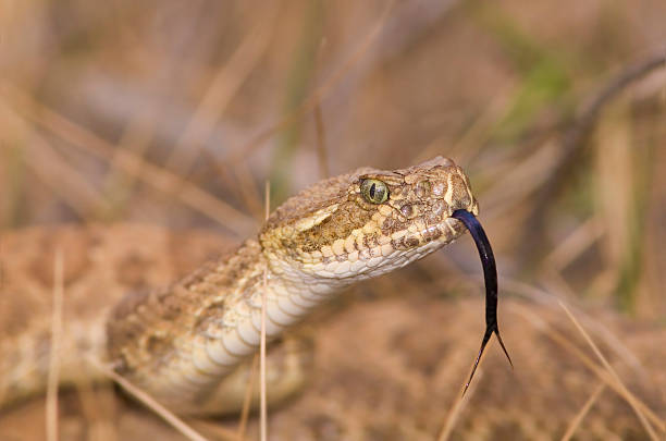 An up close picture of a snake in the grass Head shot of a rattlesnake in the grass (shallow dof) snake with its tongue out stock pictures, royalty-free photos & images