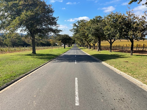 Beautiful treelined road in South Africa
