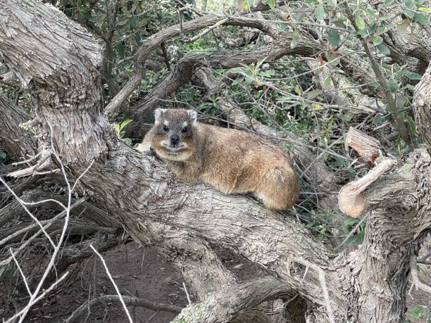 A rock hyrax, or dassie, posing for camera in bare tree, Boulder Beach, Cape Peninsula A rock hyrax, or dassie, posing for camera in bare tree, Boulder Beach, Cape Peninsula tree hyrax stock pictures, royalty-free photos & images