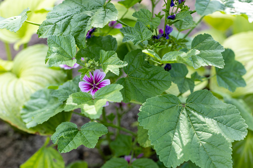 purple Malva flower on green natural background. wilde Malva - malva sylvestris, a medicinal plant