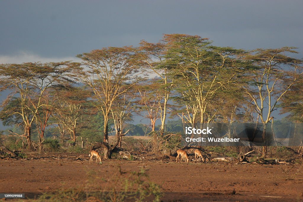 Alba africano - Foto stock royalty-free di Africa