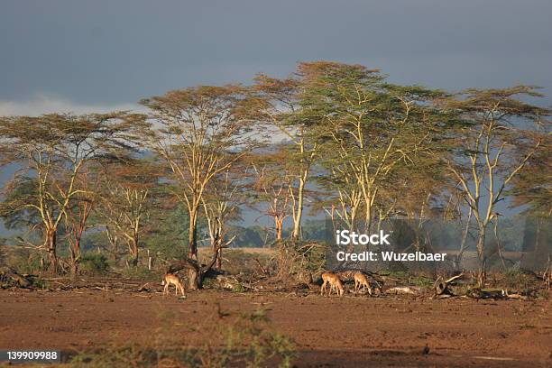 Alba Africano - Fotografie stock e altre immagini di Africa - Africa, Albero, Ambientazione esterna