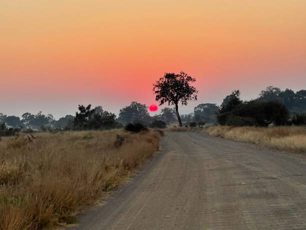 schöner sonnenaufgang am frühen morgen im krüger park - kruger national park sunrise south africa africa stock-fotos und bilder