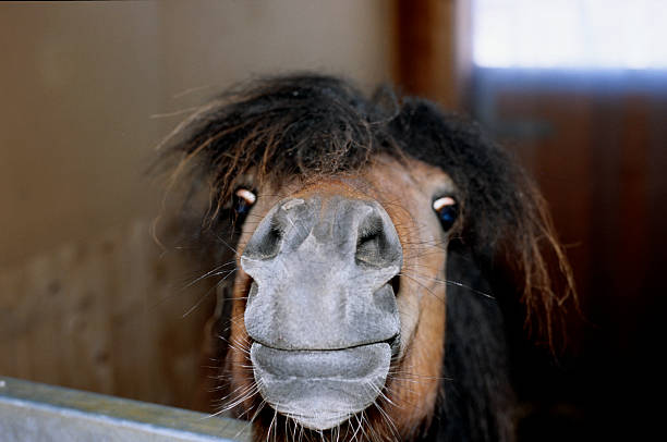istock Shetland Pony lucky and curious 139910016