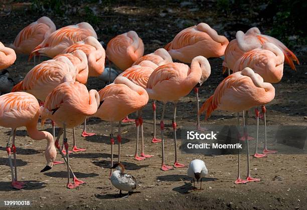 Flamingo Fiesta De Pijamas Foto de stock y más banco de imágenes de Animal - Animal, Animales en cautiverio, Cansado