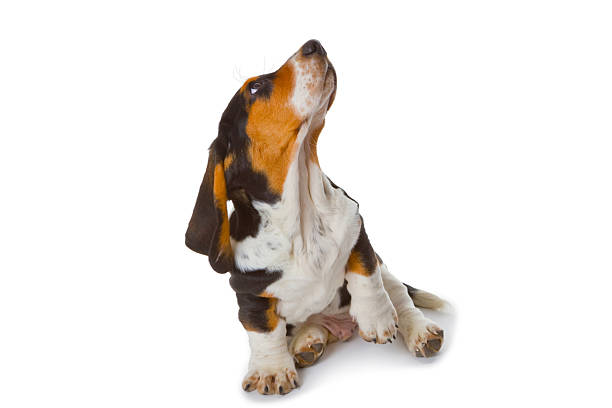 istock Cute basset puppy 139910085