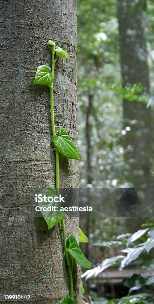 Principiante - Fotografie stock e altre immagini di Albero - Albero, Ambientazione esterna, Animale selvatico