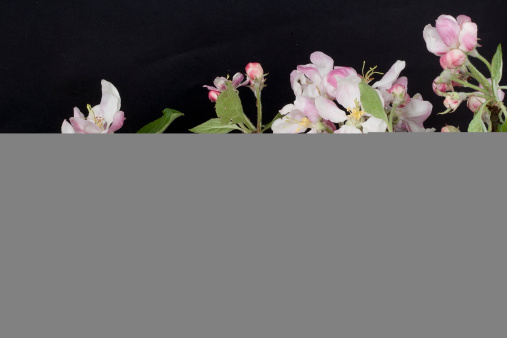 Pink flowers of blossoming  apple tree  in night  background