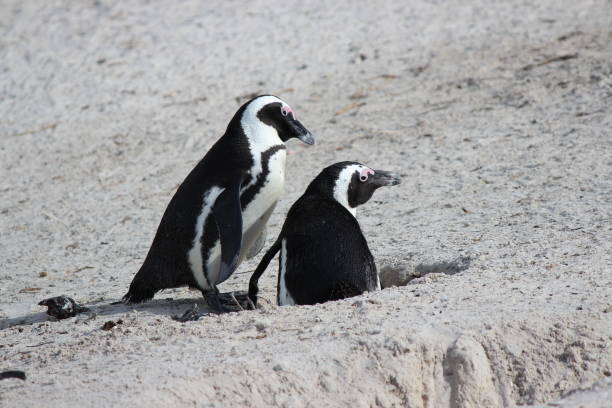 istock Penguins at Boulder Bay in Western Cape, South Africa. 1399105361
