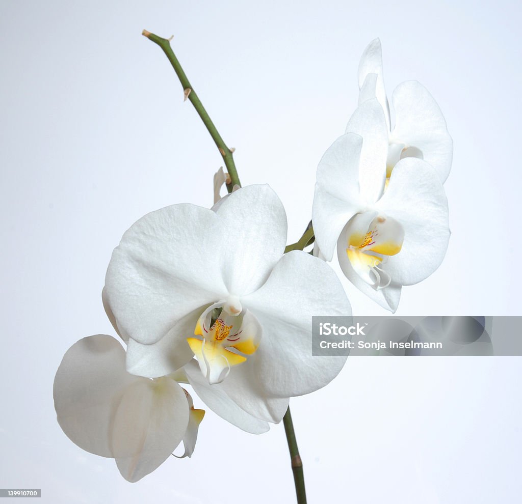 große orchiddream - Lizenzfrei Ast - Pflanzenbestandteil Stock-Foto