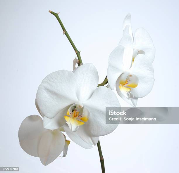 Большой Orchiddream — стоковые фотографии и другие картинки Без людей - Без людей, Белый, Белый фон