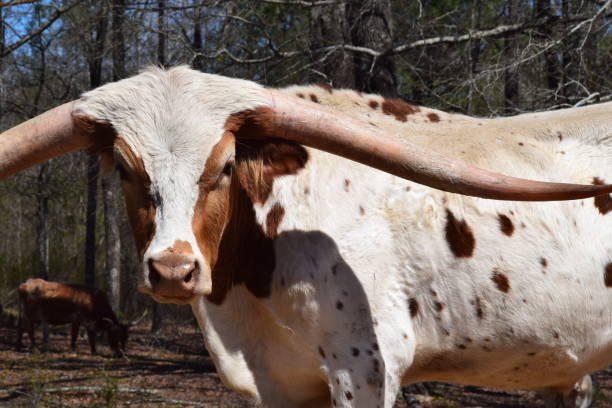 longhorn steer - texas texas longhorn cattle bull landscape photos et images de collection