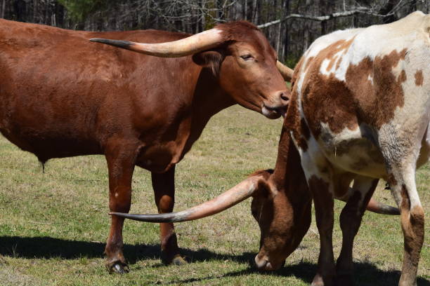 ロングホーン牛 - texas texas longhorn cattle bull landscape ストックフォトと画像