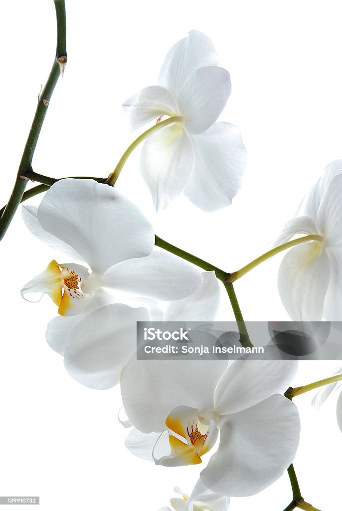 orchidblossom esplendor - Royalty-free Amor Foto de stock