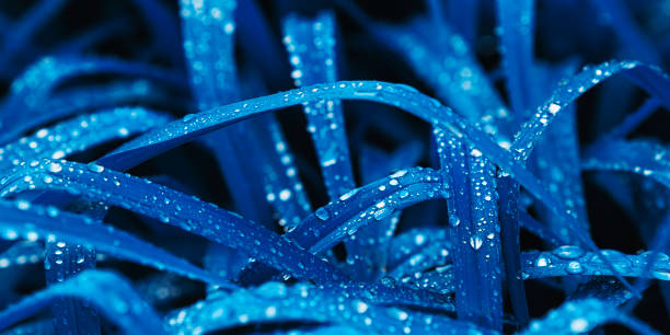 Blue juicy grass with raindrops. Natural background. Rain drop concept. Blue toning. Macro photography. Cyan color