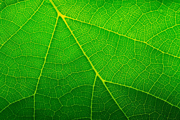 グリーンリーフの - tree leaf green chlorophyll ストックフォトと画像
