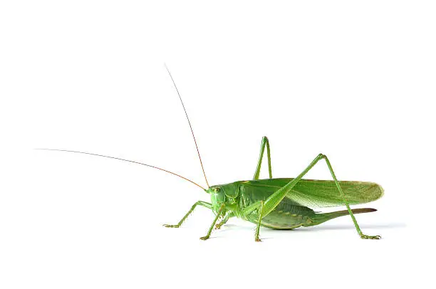 Great Green Bush-Cricket (tettigonia viridissima) isolated on white background