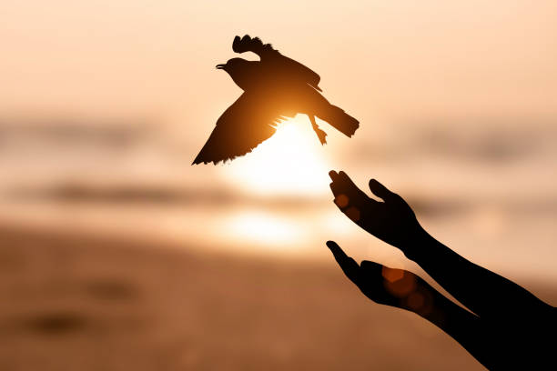 silueta de la mano de la mujer rezando y pájaro libre disfrutando de la naturaleza al amanecer en el mar y el fondo naranja." n - alabar a dios fotografías e imágenes de stock