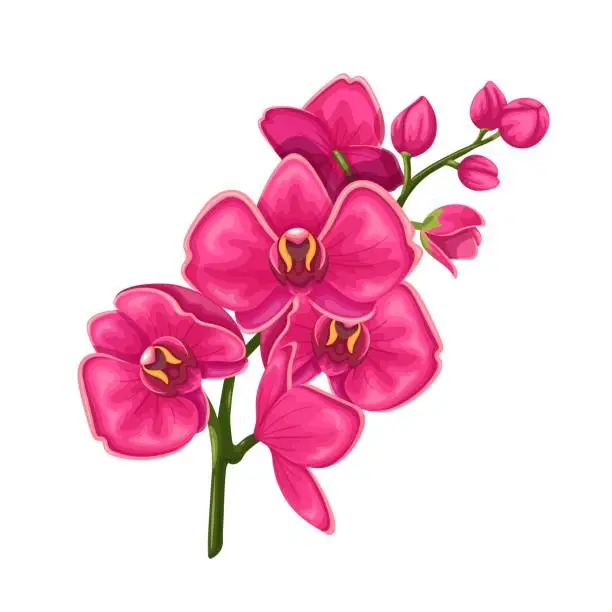 Vector illustration of Orchid flowers, Purple Phalaenopsis