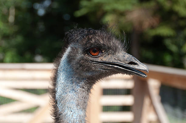 istock hand of an ostrich 139910830