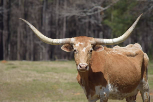 ロングホーン牛 - texas texas longhorn cattle bull landscape ストックフォトと画像