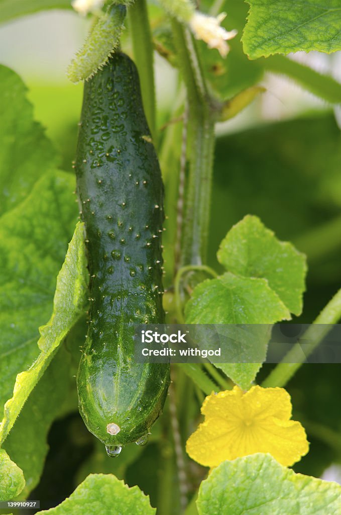 Pepino en greenhouse - Foto de stock de Agricultura libre de derechos