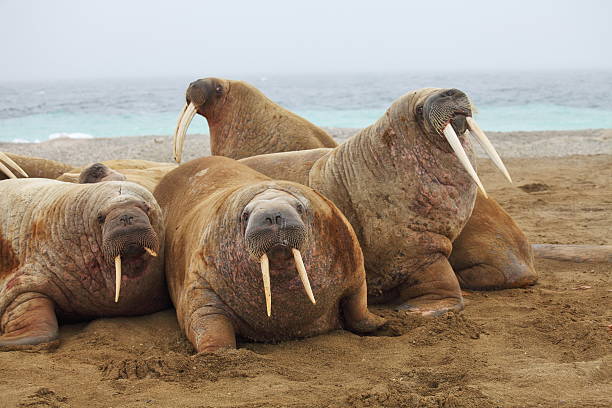 Walrus family Walrus family haul out walrus photos stock pictures, royalty-free photos & images