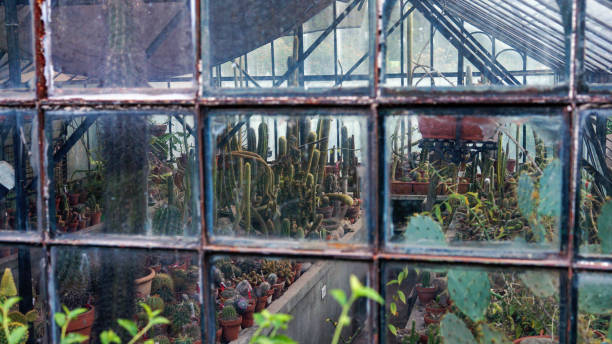 istock catus and succulents inside a greenhouse 1399112088