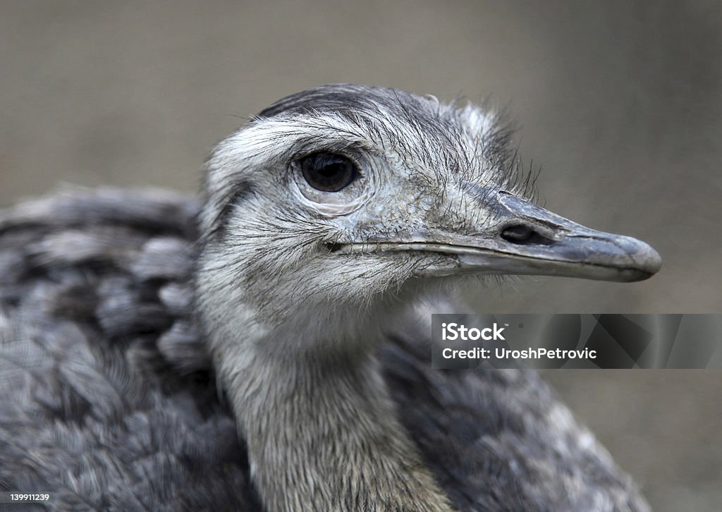 Nandu Greater Rhea This is a nandu Greather Rhea bird. Animal Stock Photo