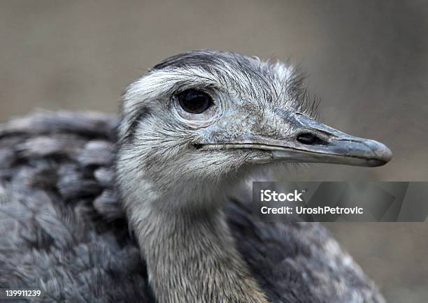 Nandu Greater Rhea Stock Photo - Download Image Now - Animal, Animal Body Part, Animal Head