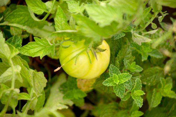 istock green tomato garden 1399112808