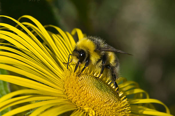 Bumble bee on yellow flower Inula Hookerii stock photo