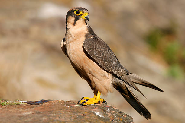 falco biarmicus - lanner falcon - fotografias e filmes do acervo