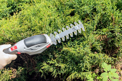 Work with garden battery scissors for pruning and shaping the crown of a juniper bush.