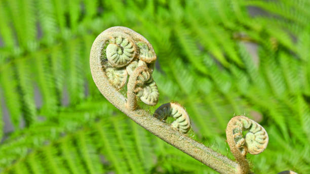 istock New fern frond 1399115299