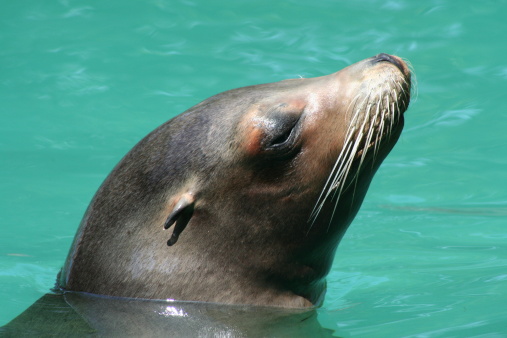 Portrait of seal