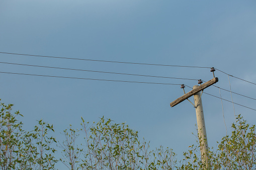 Electric pole with sky and tree leaves