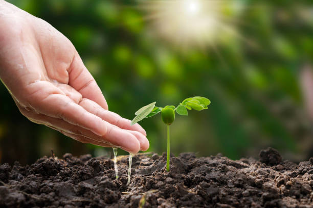 istock A farmer's hand plant that grows from a small soil. environmental conservation and conservation campaign concept 1399116365