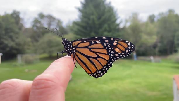 istock Monarch butterfly on caucasian hand 1399116479