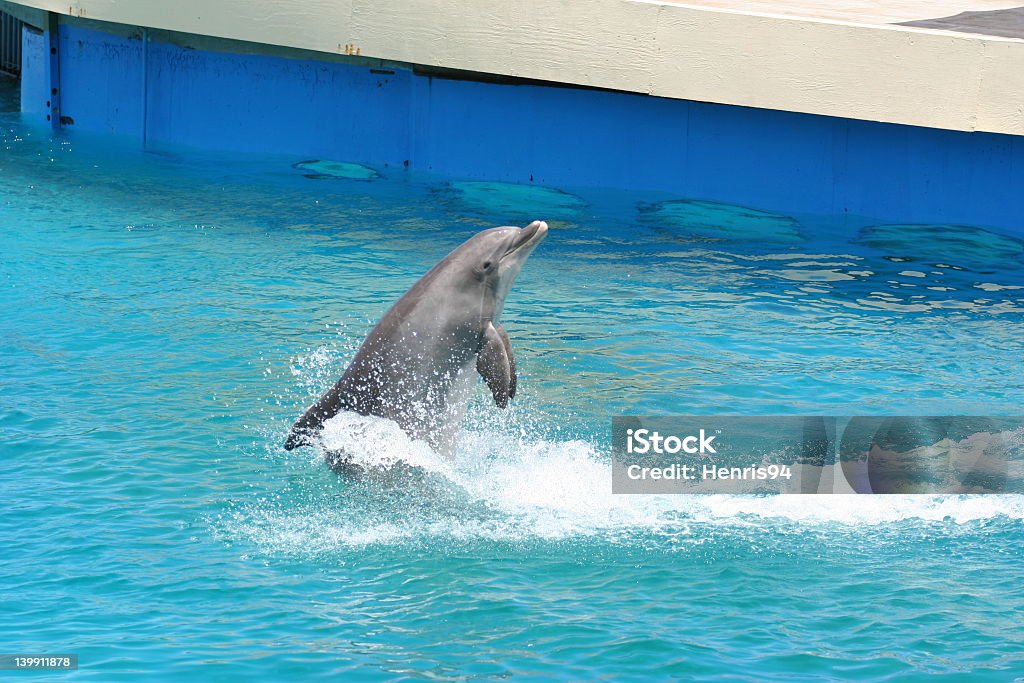 Tyłu dolphin - Zbiór zdjęć royalty-free (Antena)