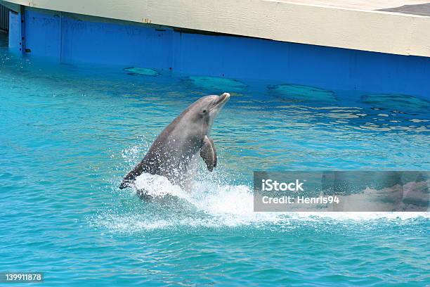 Tyłu Dolphin - zdjęcia stockowe i więcej obrazów Antena - Antena, Butelka, Czułek