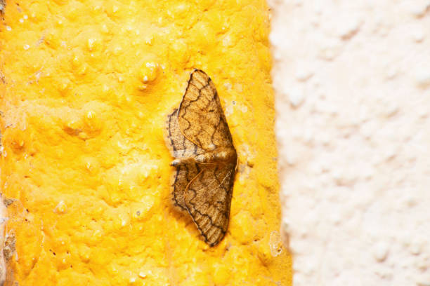 Burmese Engrailed Moth, Ectropis bhurmitra, Satara, Maharashtra, India