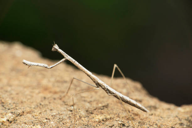 istock Deiphobe infuscata, Stick mantis, Satara, Maharashtra, India 1399120750