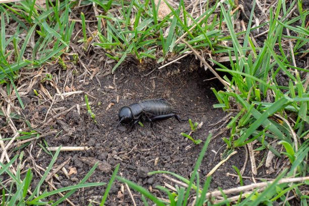 A cricket near its hole on the lawn. Closeup insect. Gryllus campestris. A cricket near its hole on the lawn. Closeup insect. Gryllus campestris. gryllus campestris stock pictures, royalty-free photos & images