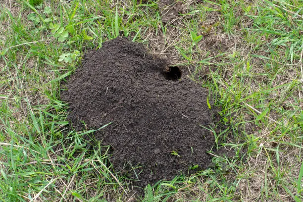 Mole Hole . A mound of earth dug by a mole on a lawn.