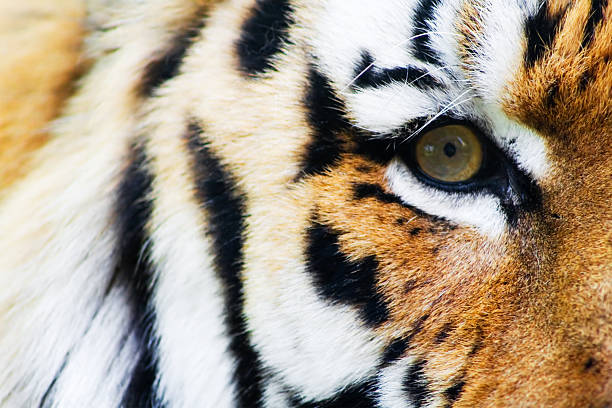 istock Close-up of tiger's sharp green right eye 139912173