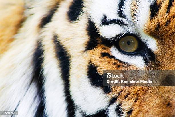 Foto de Tigre e mais fotos de stock de Ameaças - Ameaças, Animais caçando, Animais em Extinção