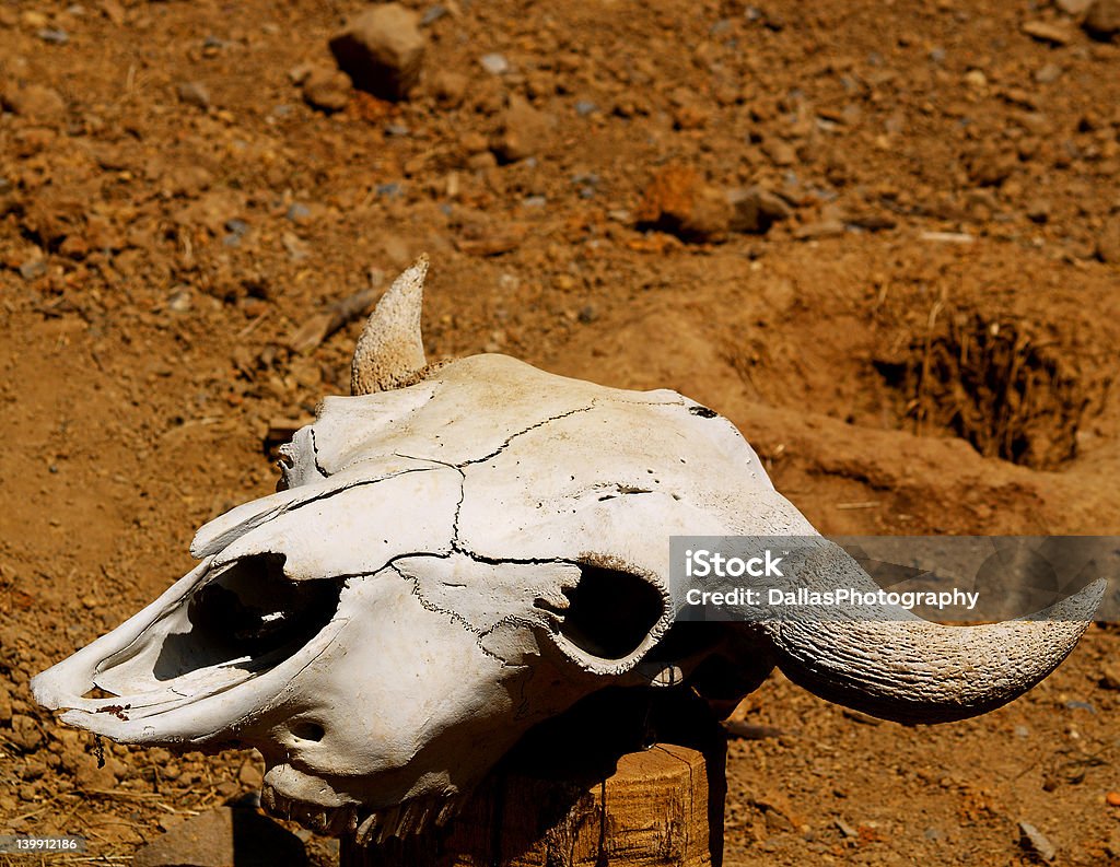 A la izquierda detrás - Foto de stock de Longhorn de Texas libre de derechos