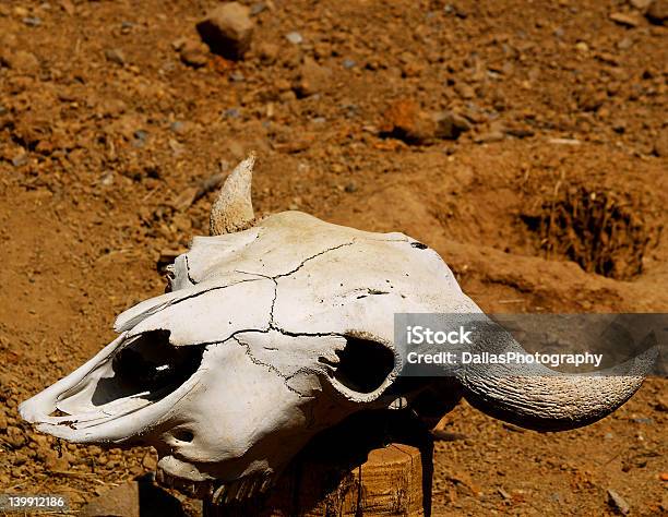 A La Izquierda Detrás Foto de stock y más banco de imágenes de Longhorn de Texas - Longhorn de Texas, Agrietado, Animal muerto